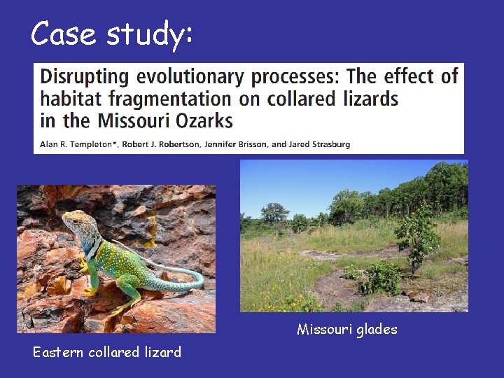 Case study: Missouri glades Eastern collared lizard 