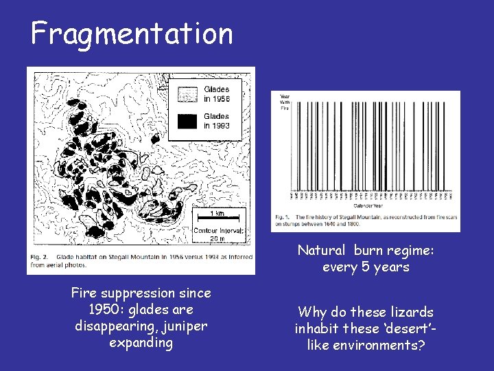 Fragmentation Natural burn regime: every 5 years Fire suppression since 1950: glades are disappearing,