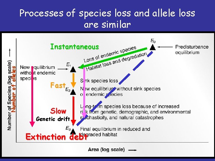 Processes of species loss and allele loss are similar Number of alleles Instantaneous Fast