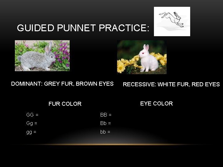 GUIDED PUNNET PRACTICE: DOMINANT: GREY FUR, BROWN EYES RECESSIVE: WHITE FUR, RED EYES EYE