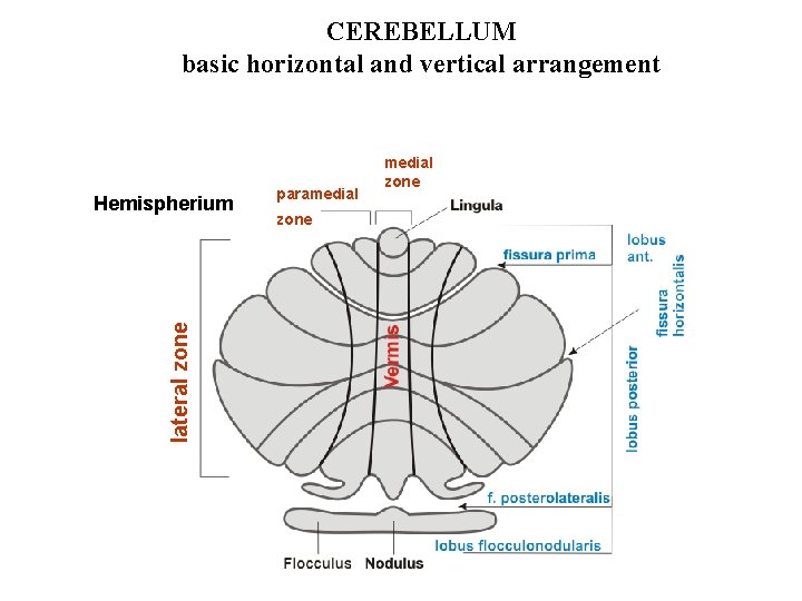 CEREBELLUM basic horizontal and vertical arrangement lateral zone Hemispherium paramedial zone 