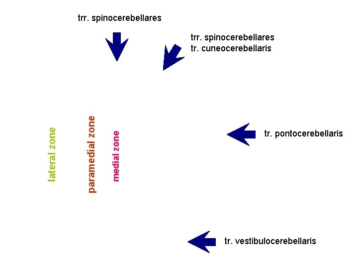 trr. spinocerebellares medial zone paramedial zone lateral zone trr. spinocerebellares tr. cuneocerebellaris tr. pontocerebellaris