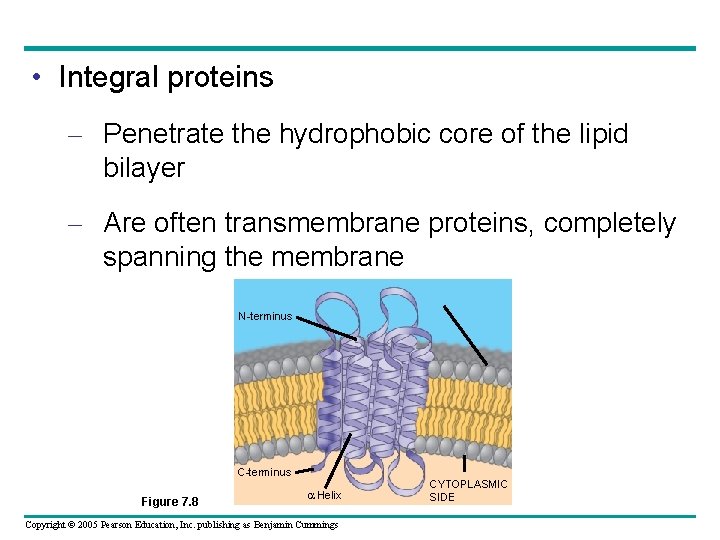 • Integral proteins – Penetrate the hydrophobic core of the lipid bilayer –