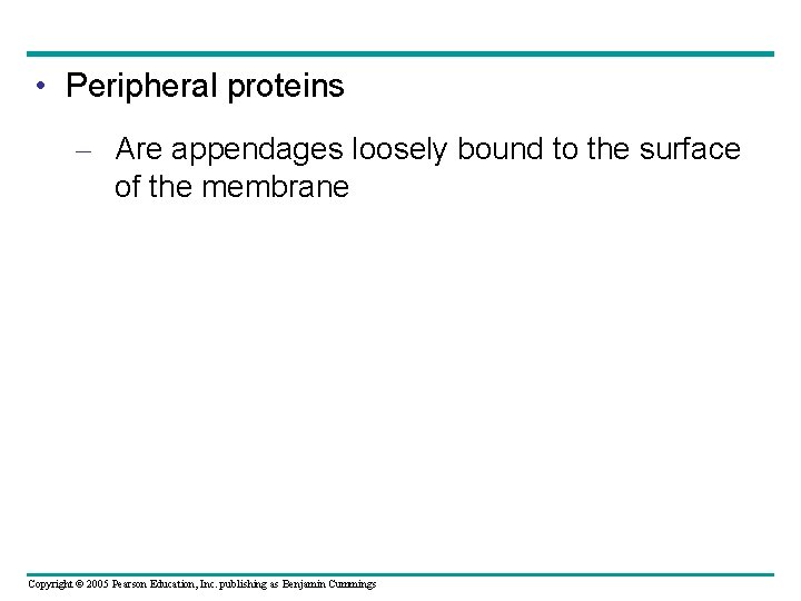  • Peripheral proteins – Are appendages loosely bound to the surface of the