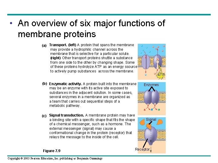  • An overview of six major functions of membrane proteins (a) Transport. (left)