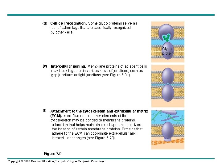 (d) Cell-cell recognition. Some glyco-proteins serve as identification tags that are specifically recognized by