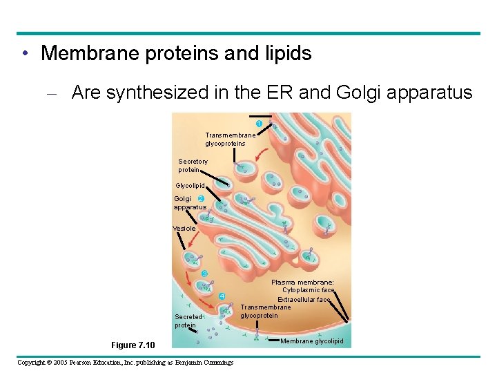  • Membrane proteins and lipids – Are synthesized in the ER and Golgi