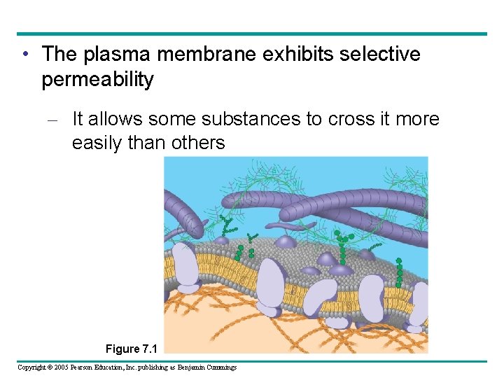  • The plasma membrane exhibits selective permeability – It allows some substances to
