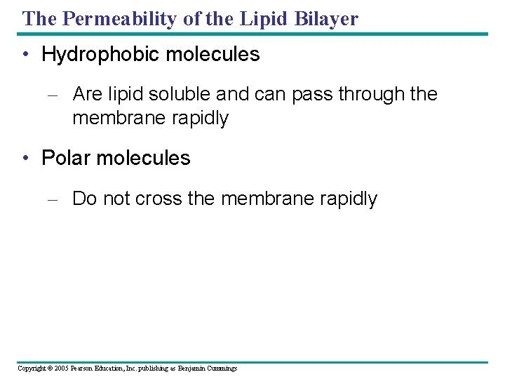 The Permeability of the Lipid Bilayer • Hydrophobic molecules – Are lipid soluble and