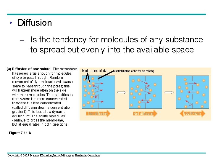  • Diffusion – Is the tendency for molecules of any substance to spread