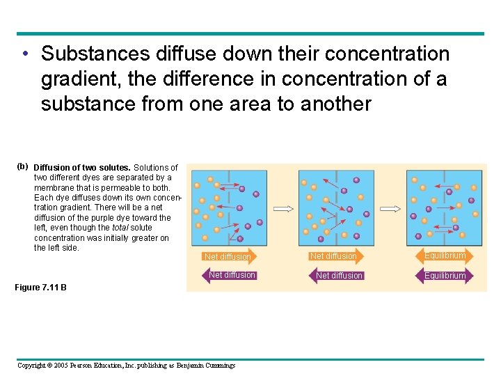  • Substances diffuse down their concentration gradient, the difference in concentration of a