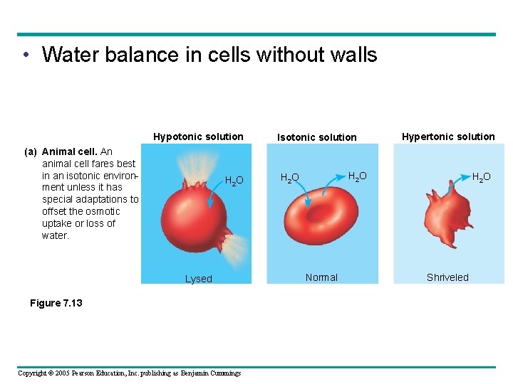  • Water balance in cells without walls Hypotonic solution (a) Animal cell. An