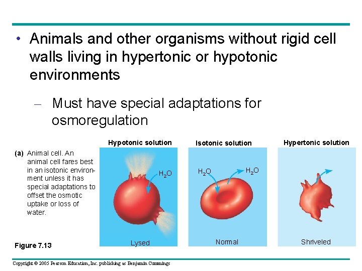  • Animals and other organisms without rigid cell walls living in hypertonic or
