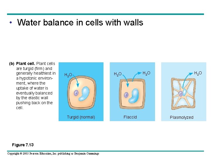  • Water balance in cells with walls (b) Plant cells are turgid (firm)