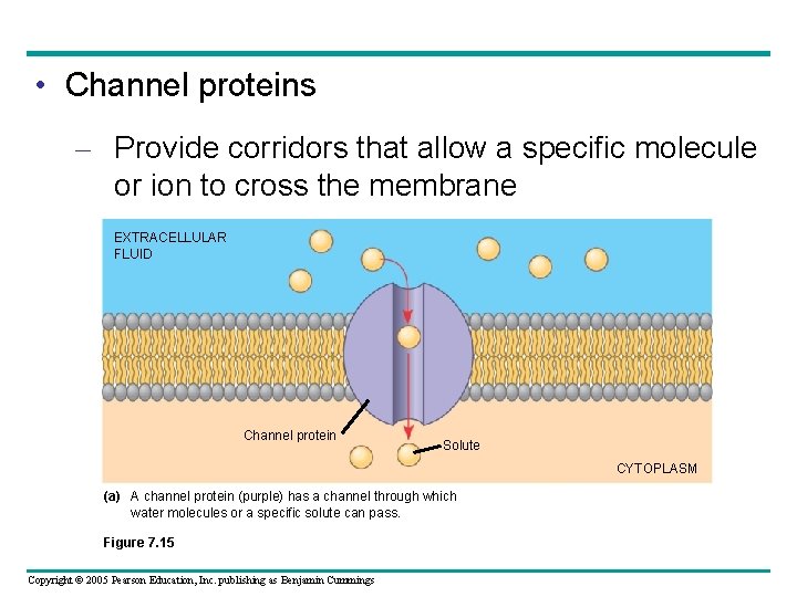  • Channel proteins – Provide corridors that allow a specific molecule or ion