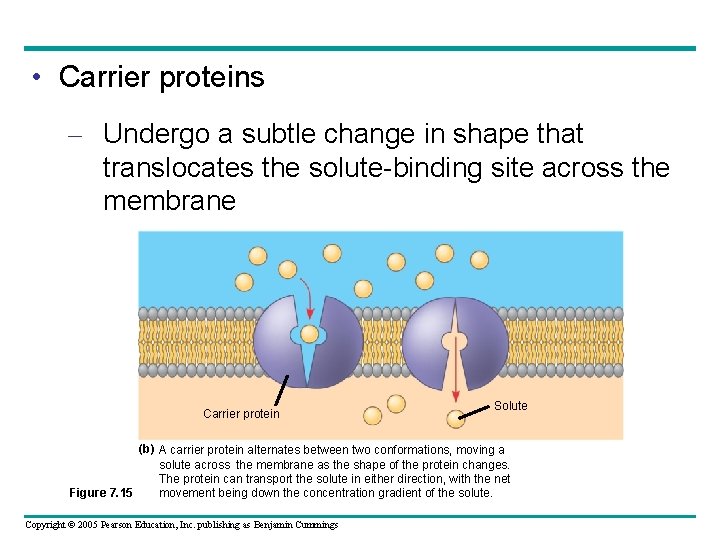  • Carrier proteins – Undergo a subtle change in shape that translocates the