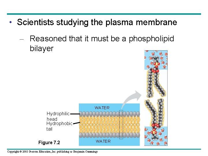  • Scientists studying the plasma membrane – Reasoned that it must be a