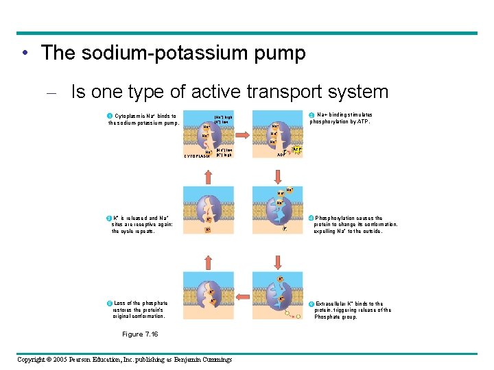  • The sodium-potassium pump – Is one type of active transport system 1