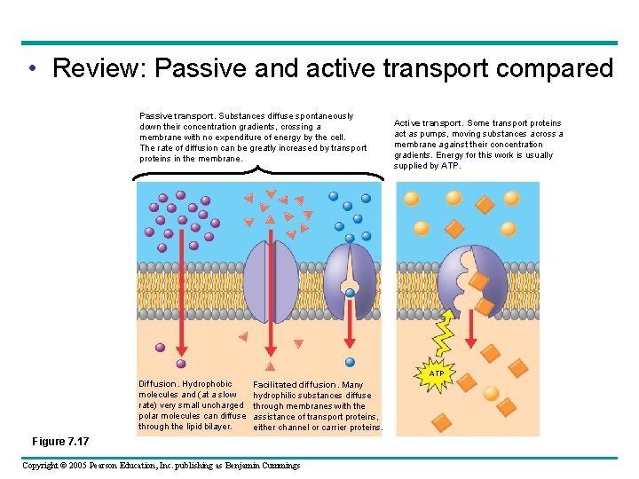  • Review: Passive and active transport compared Passive transport. Substances diffuse spontaneously down