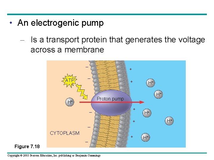  • An electrogenic pump – Is a transport protein that generates the voltage