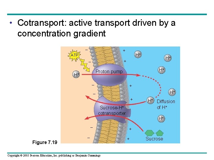  • Cotransport: active transport driven by a concentration gradient – + H+ ATP