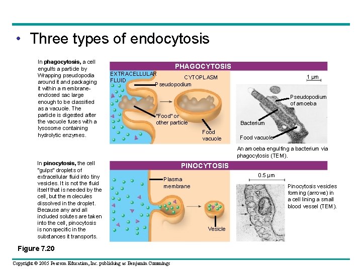  • Three types of endocytosis In phagocytosis, a cell engulfs a particle by