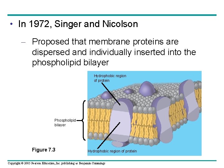  • In 1972, Singer and Nicolson – Proposed that membrane proteins are dispersed