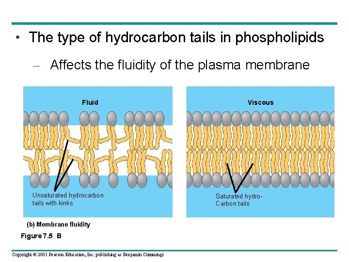  • The type of hydrocarbon tails in phospholipids – Affects the fluidity of