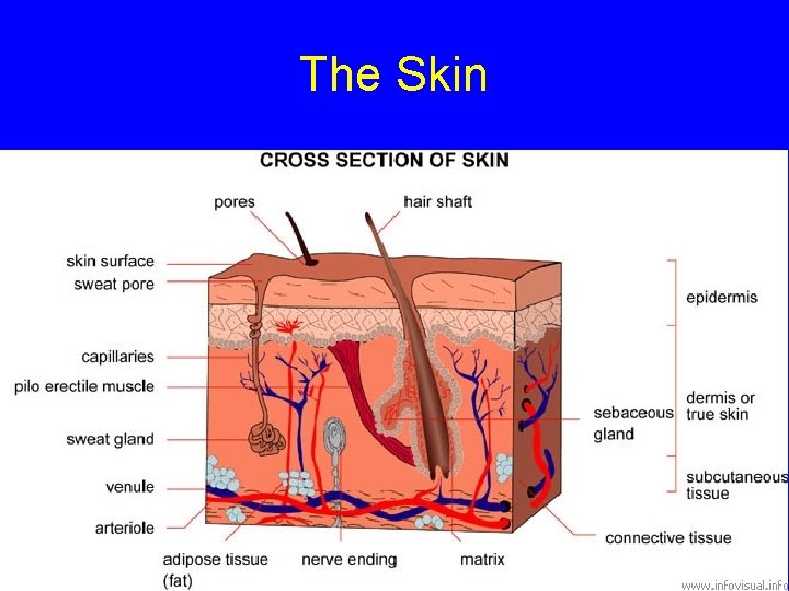 The Skin 