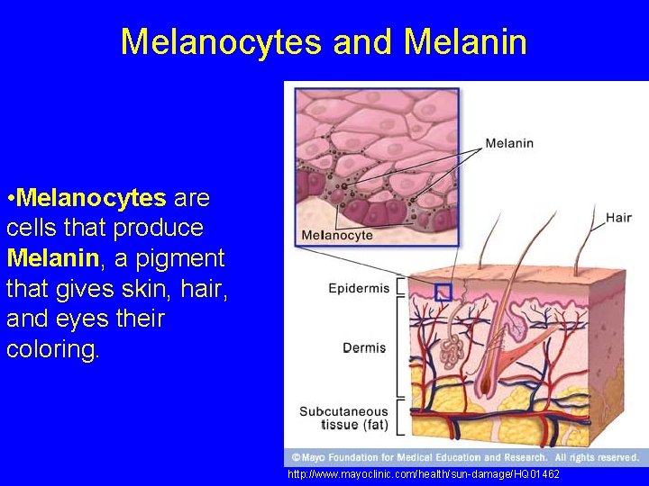 Melanocytes and Melanin • Melanocytes are cells that produce Melanin, a pigment that gives