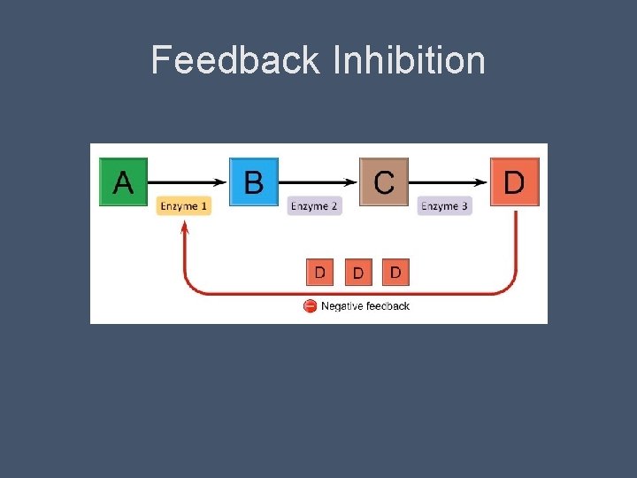 Feedback Inhibition 