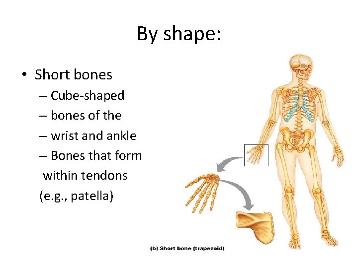 By shape: • Short bones – Cube-shaped – bones of the – wrist and