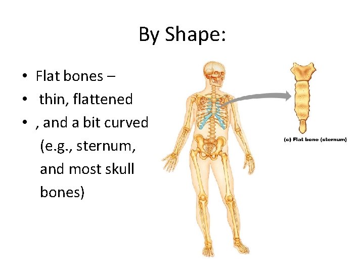 By Shape: • Flat bones – • thin, flattened • , and a bit