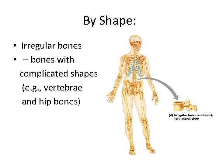 By Shape: • Irregular bones • – bones with complicated shapes (e. g. ,