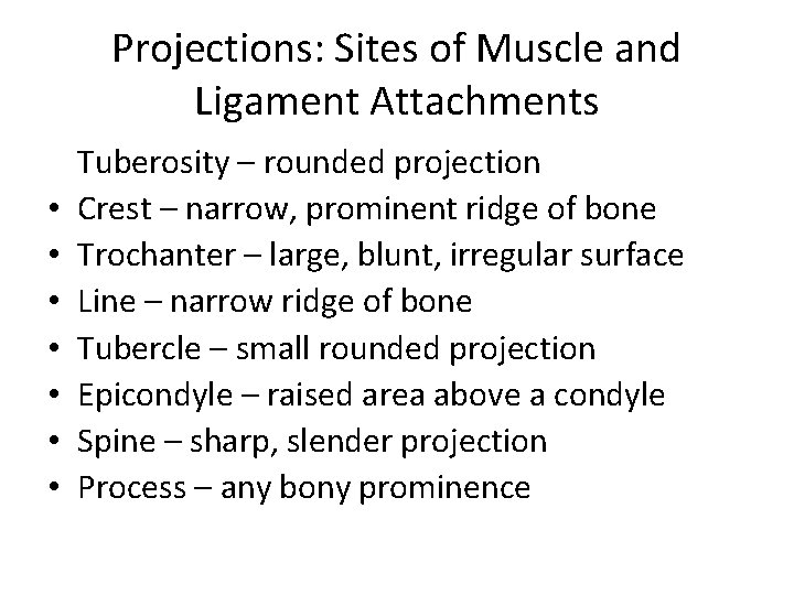 Projections: Sites of Muscle and Ligament Attachments • • Tuberosity – rounded projection Crest