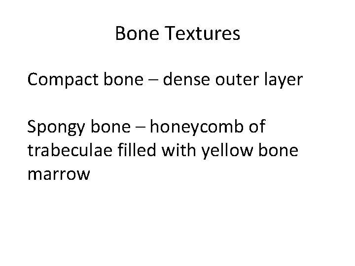 Bone Textures Compact bone – dense outer layer Spongy bone – honeycomb of trabeculae
