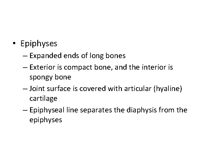  • Epiphyses – Expanded ends of long bones – Exterior is compact bone,