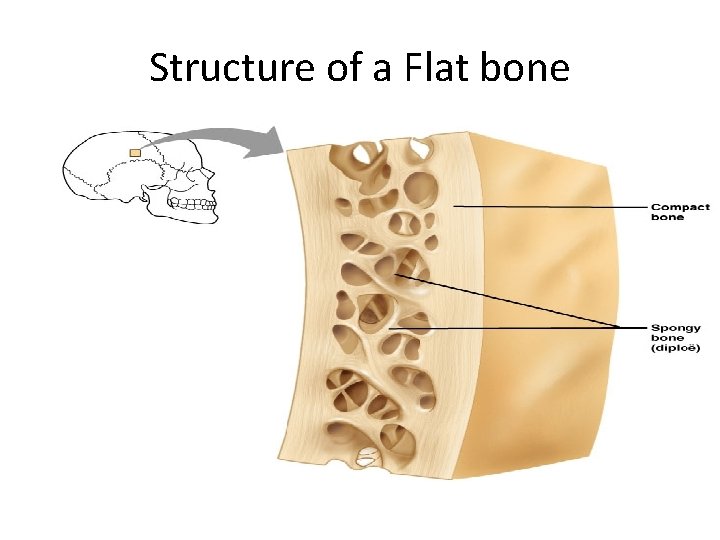 Structure of a Flat bone 