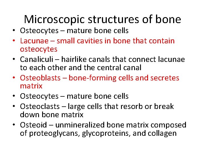 Microscopic structures of bone • Osteocytes – mature bone cells • Lacunae – small