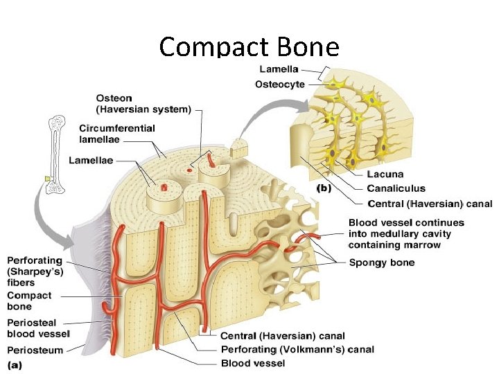 Compact Bone 