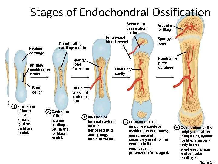 Stagesof of. Endochondral. Ossification Deteriorating cartilage matrix Hyaline cartilage Primary ossification center Bone collar