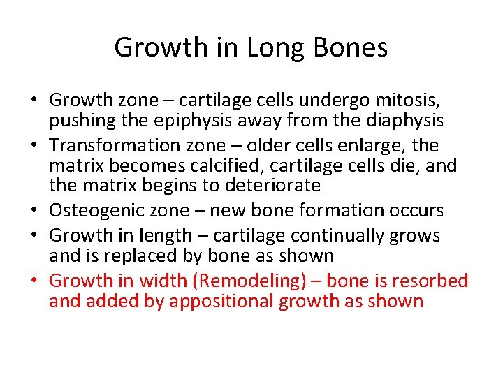 Growth in Long Bones • Growth zone – cartilage cells undergo mitosis, pushing the