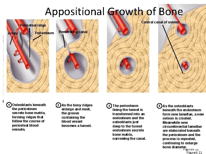 Appositional. Growthof of. Bone Periosteal ridge Periosteum Penetrating canal Artery 1 Osteoblasts beneath Osteoblasts