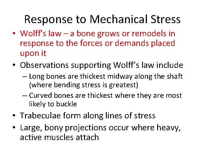 Response to Mechanical Stress • Wolff’s law – a bone grows or remodels in