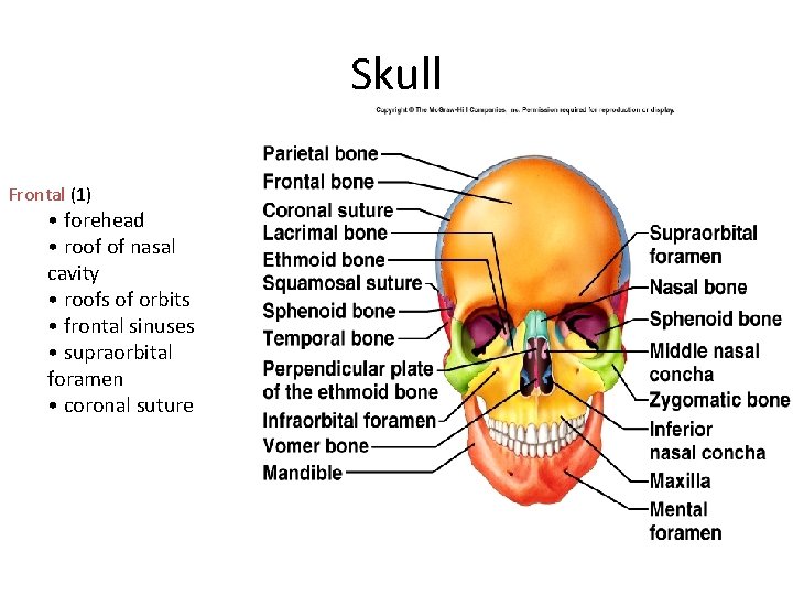 Skull Frontal (1) • forehead • roof of nasal cavity • roofs of orbits