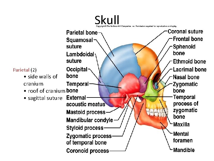 Skull Parietal (2) • side walls of cranium • roof of cranium • sagittal