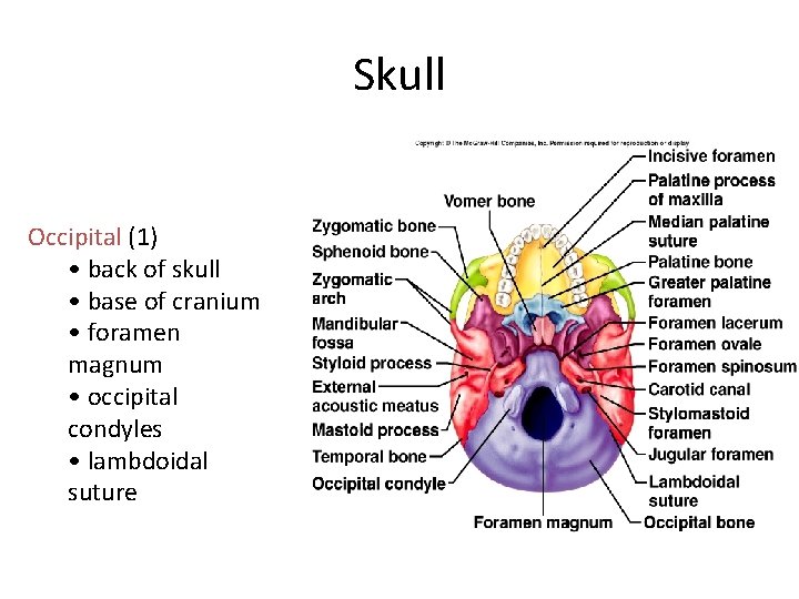 Skull Occipital (1) • back of skull • base of cranium • foramen magnum