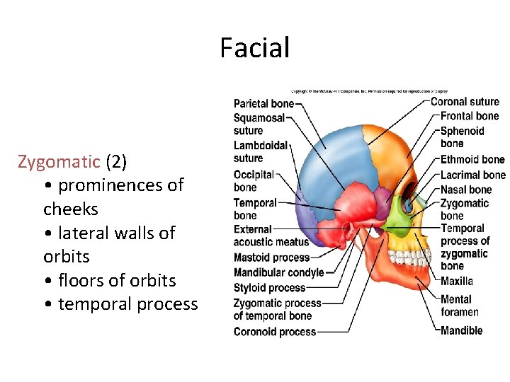 Facial Zygomatic (2) • prominences of cheeks • lateral walls of orbits • floors