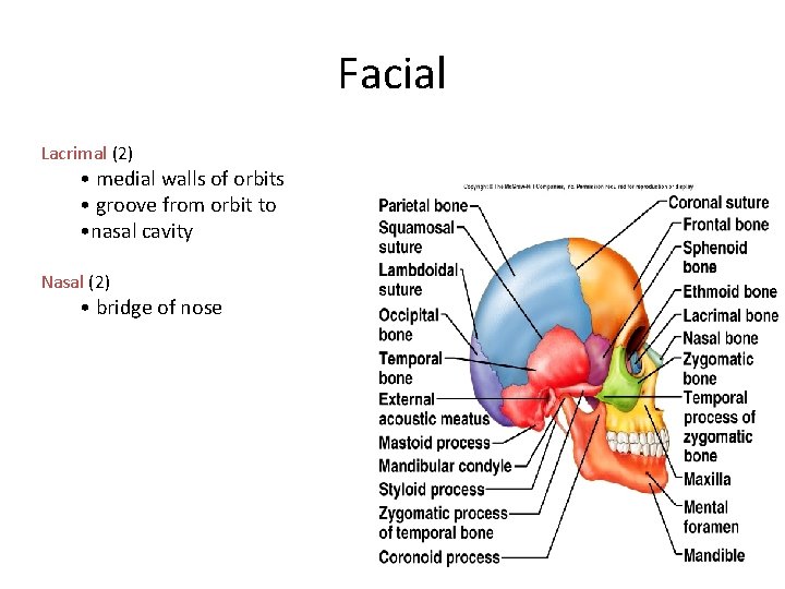 Facial Lacrimal (2) • medial walls of orbits • groove from orbit to •