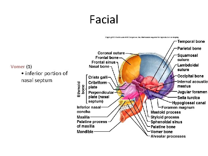 Facial Vomer (1) • inferior portion of nasal septum 